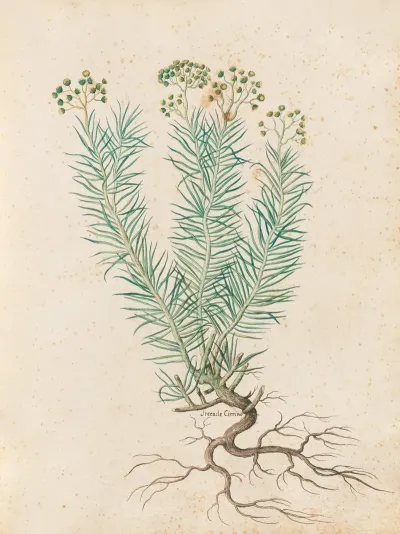 Piante Varie Pl 35