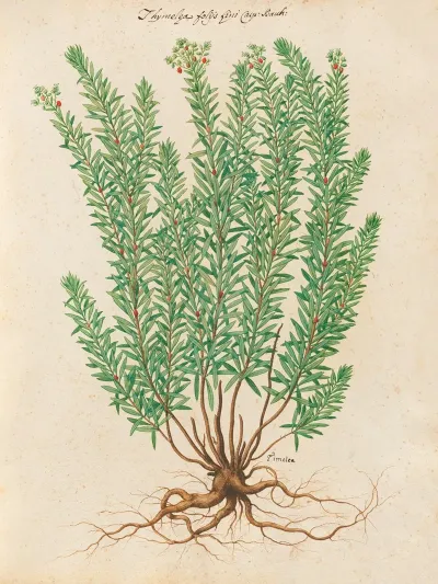 Piante Varie Pl 39