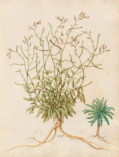 Piante Varie Pl 40