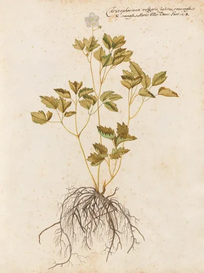 Piante Varie Pl 43