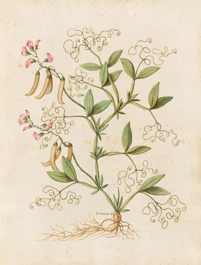 Piante Varie Pl 46