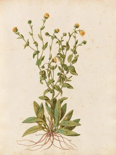 Piante Varie Pl 47