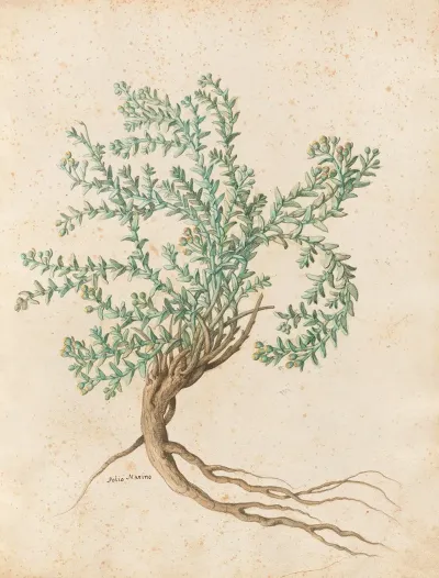 Piante Varie Pl 49