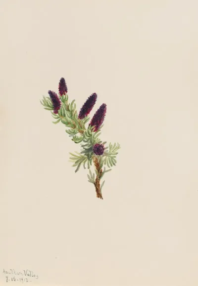 Picea Engelmanni