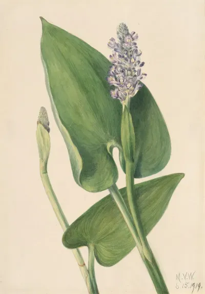 Pickerelweed Pontederia Cordata 2