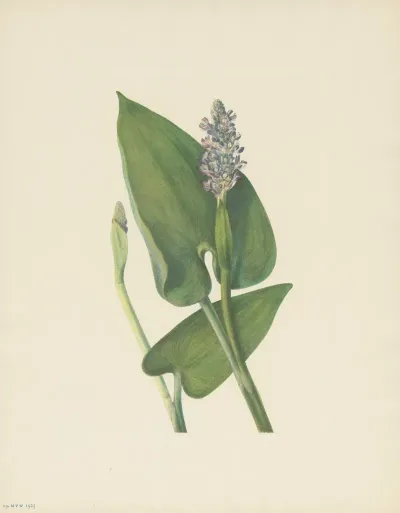Pickerelweed Pontederia Cordata 3