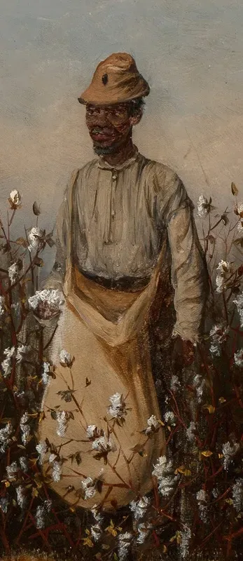 Picking Cotton 3