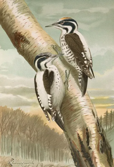 Picoides Tridactylus
