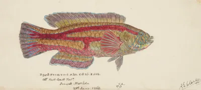 Pictilabrus Laticlavius Tas Wrasse