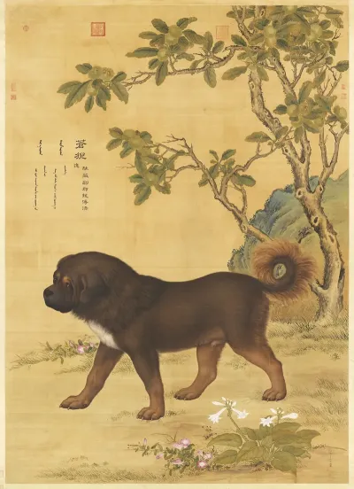 Picture Of Cangni 苍猊 A Tibetan Mountain Dog