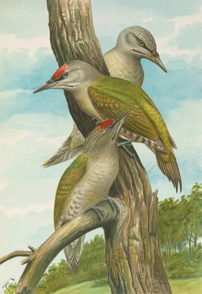 Picus Canus