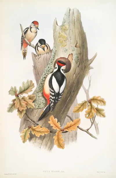 Picus Major Great Spotted Woodpecker