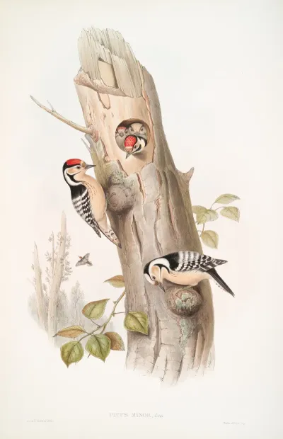 Picus Minor Lesser Spotted Woodpecker