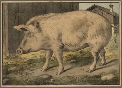 Pig 3