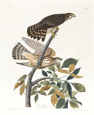 Pigeon Hawk