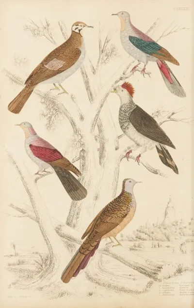 Pigeons 3