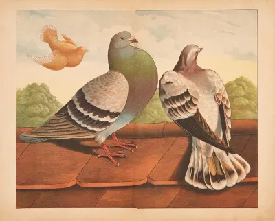 Pigeons 5