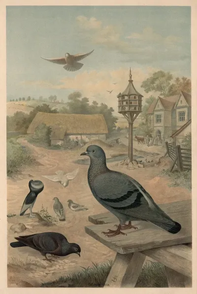 Pigeons 7