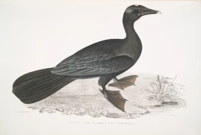Pigmy Cormorant Carbo Pygmens Pygmoeus