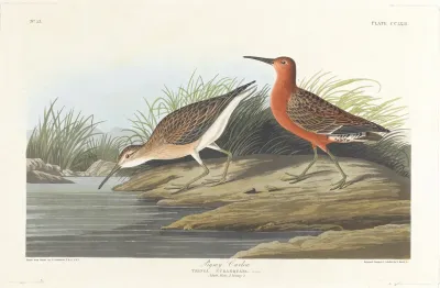 Pigmy Curlew