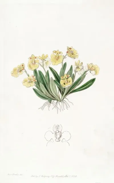 Pigmy Oncidium