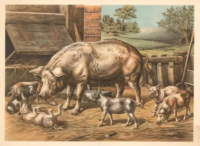 Pigs 5