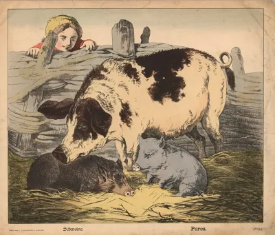 Pigs 6