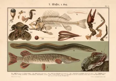 Pike Eel Skeleton Of The Perch Crayfish