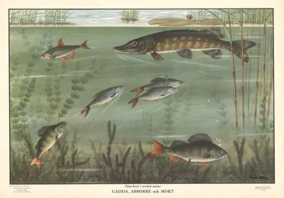 Pike Perch And Roach