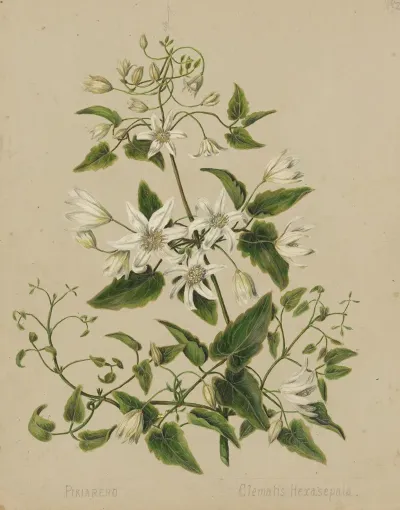 Pikiarero Clematis Hexasepala