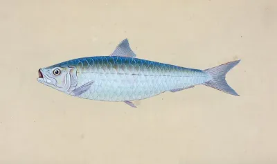 Pilchard Clupea Pilcardus