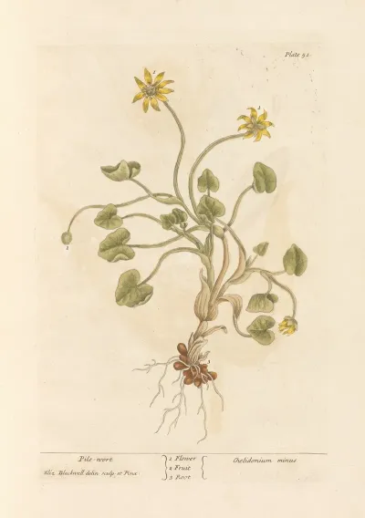 Pile Wort