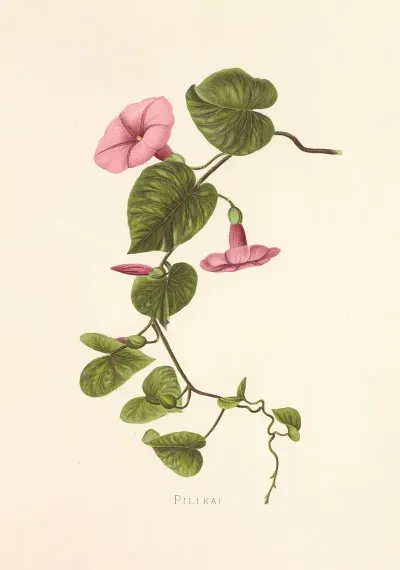 Pilikai