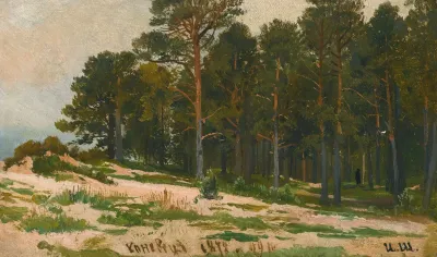 Pine Forest
