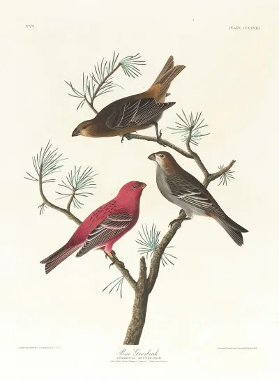 Pine Grosbeak