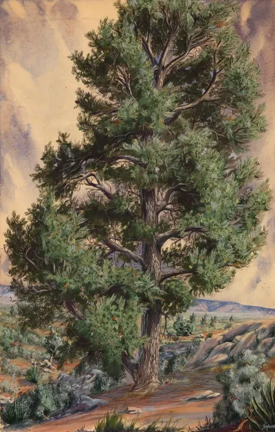 Pine Tree 3