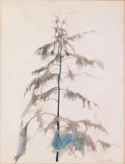 Pine Tree 4