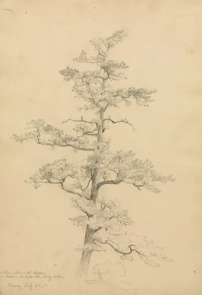 Pine Tree Conway New Hampshire Recto