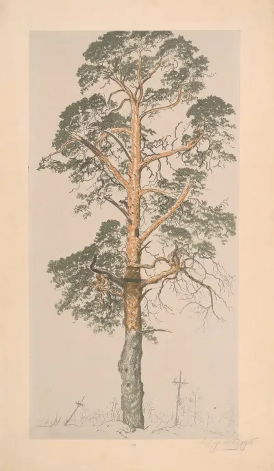 Pine Tree From The Cemetery In Volchetsk