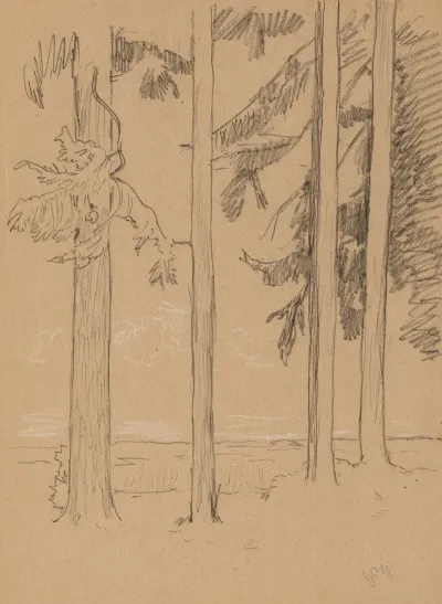 Pine Trees Near Seyfriedsberg