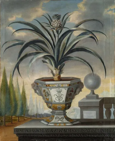 Pineapple Plant
