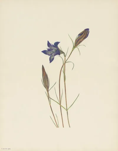 Pinebarren Gentian Gentiana Porphyrio 3