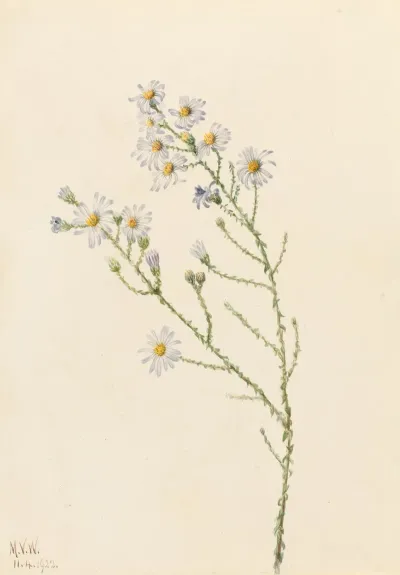 Pineland Aster Aster Squarrosus 2