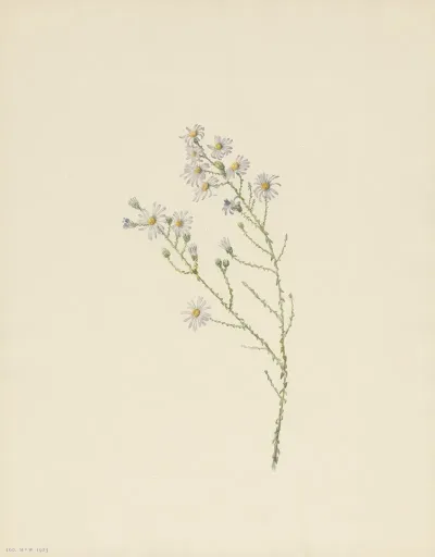 Pineland Aster Aster Squarrosus 3