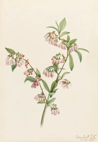 Pineland Blueberry Vaccinium Tenellum 2