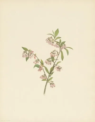 Pineland Blueberry Vaccinium Tenellum 3