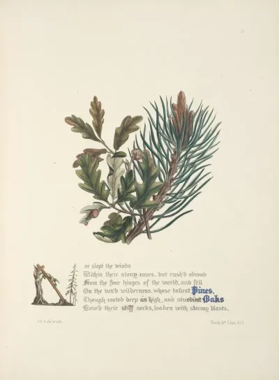 Pines And Oaks