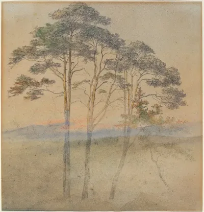 Pines In A Morning Fog