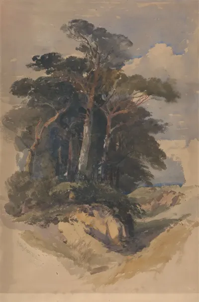 Pines On Hampstead Heath 2