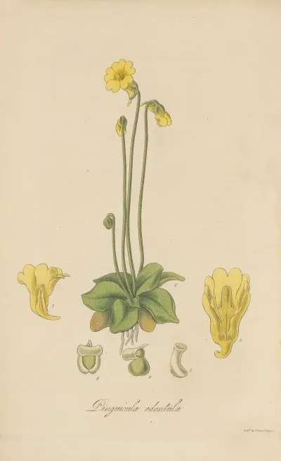 Pinguicula Edentula